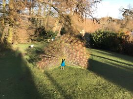 A peacock displaying its feathers in a garden at Converted Stone Barn -20 Acres - Farm Animals! in Corwen