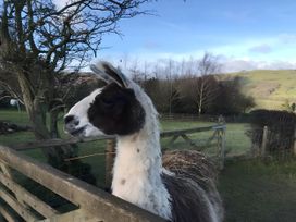 A llama near a fence at Converted Stone Barn -20 Acres - Farm Animals! in Corwen