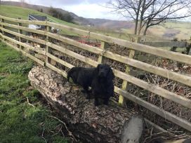 A dog standing on a log near a fence in Corwen