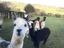 A group of alpacas in a field at Converted Stone Barn -20 Acres - Farm Animals! Corwen
