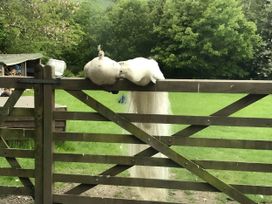 A peacock and a white peacock on a gate at Converted Stone Barn -20 Acres - Farm Animals! Corwen