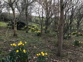 A grove of trees with daffodils growing on the ground at Converted Stone Barn -20 Acres - Farm Animals! in Corwen