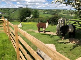 A fenced area with alpacas and a llama at The Shepherds Hut at Hafoty Boeth in Corwen
