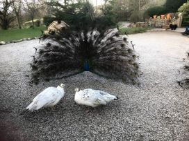 Peacocks displaying in a garden with gravel at The Shepherds Hut at Hafoty Boeth in Corwen