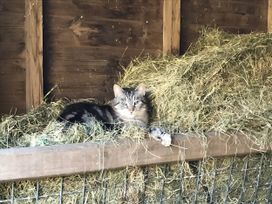 A cat resting on hay in a barn at The Shepherds Hut at Hafoty Boeth in Corwen