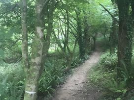 A path surrounded by trees and ferns in a wooded area
