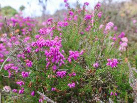 A field of pink flowers at Wren's Nest in Lealholm