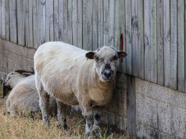 A sheep standing near a fence at Swallow Cottage in Lealholm