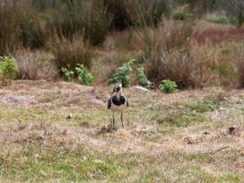 A bird standing on the grass in a field at Swallow Cottage in Lealholm