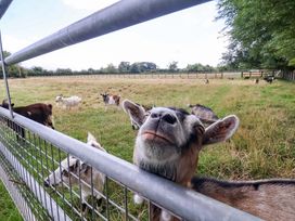 A goat near a fence in a field with other goats at The Damselfly
