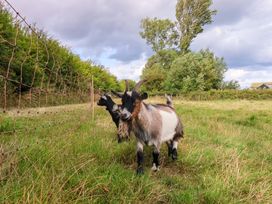 Two goats in a field beside a fence and trees at The Damselfly