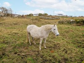 A horse standing in a field near houses at Ballina in Inverin