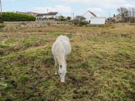 A horse grazing in a field at Ballina in Inverin
