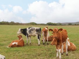 A group of cows and calves in a field at Ninevah St. Ives