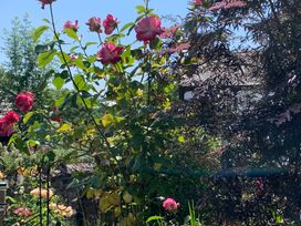 A garden with roses and greenery at 3 Newboro Terrace in Conwy