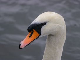 A close-up of a swan's head against the water background