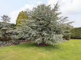 A large tree in a garden at Campden Rennington near Embleton
