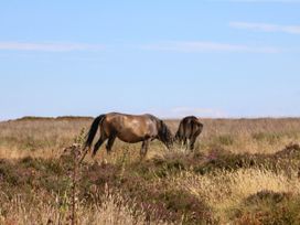 Horses grazing in a field with purple heather and blue sky at Pete's Place Taunton