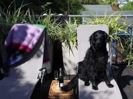 A dog sitting on a lounge chair with a blanket and drinks on a table