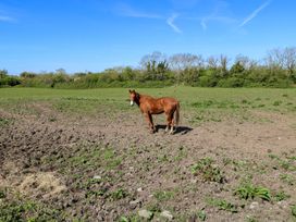 A horse standing in a field at Cahir Cottage Ballinrobe, County Mayo