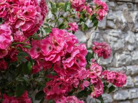 A flowering plant with pink flowers near a brick wall at Reighton House, Reighton near Filey