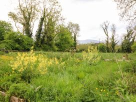 A field with yellow flowers and trees at Gullane East in Rathmore, County Kerry