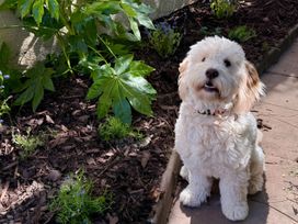 A dog sitting among plants in a garden at La'al Yan in Branthwaite