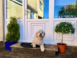 A dog sitting at the front door with plants at La'al Yan in Branthwaite