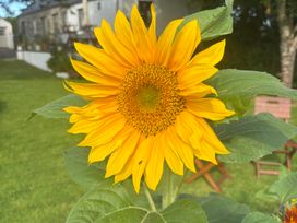 A sunflower in a garden at Cider Cottage near Launceston