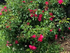 A bush of blooming roses with green leaves at Little Linney Sleeps 2 Garden  Parking  Wifi in Hartland