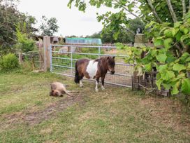 A pony standing next to a gate in a field at Laurel near Littleport