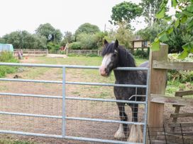 A horse standing by a gate in a field at Laurel near Littleport