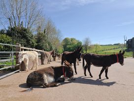 A group of donkeys in a pen at Shepherds Hut at East Hill Pride Four Elms Hill Nr. Sidmouth