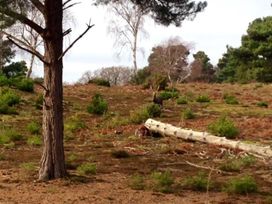 A clearing with trees and shrubs at Little Wickers in Wareham