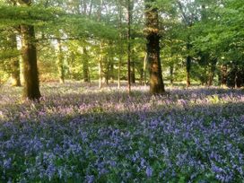 A forest with trees and purple flowers at The White House in Okehampton