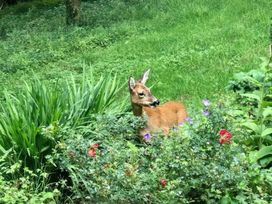 A deer among flowers and plants in a garden at The White House in Okehampton