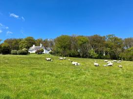 A field with sheep grazing and a house in the background at The White House Okehampton