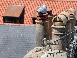 A chimney with a seagull and young seagulls on a roof at 4 Studley Terrace in Whitby
