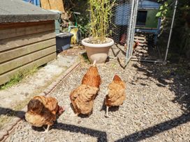 Four chickens in the garden near a wooden shed at 11b Market Street Narberth