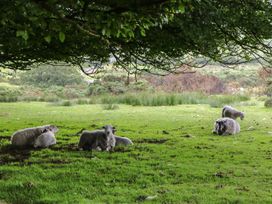 A group of sheep resting in a grassy area under a tree at Ridden Brake shepherds hut Yelverton