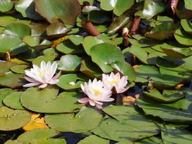 Water lilies on lily pads in a garden at Owl in Pickering