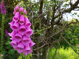 A pink flower with tubular petals in a natural setting at Owl in Pickering