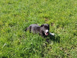 A puppy lying in the grass at Shepherd's Barn in Lancaster