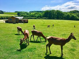 Deer grazing in a field with a building in the background