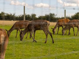 A group of deer grazing in a pasture with a fence and cloudy sky at location