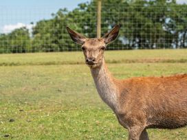 A deer standing in a field at Luxury Safari Lodge Sleeps 4/6 Deer Park Dogs Ok Zeal Monachorum near Bow
