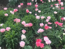 A garden with blooming tulips in various shades at 