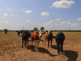 A group of cows walking in a field under a blue sky at The Linhay Cotleigh Nr. Honiton