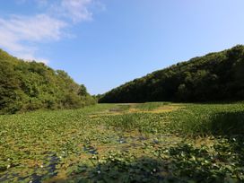 A water scene with lilypads and trees at St.Twynells Farm in Pembroke