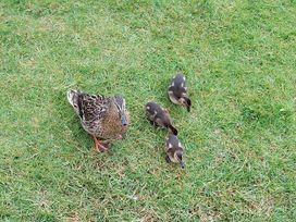 A duck and ducklings on grass at Lakeland Lodge 3Bed 2 Bath Private Patio Carnforth